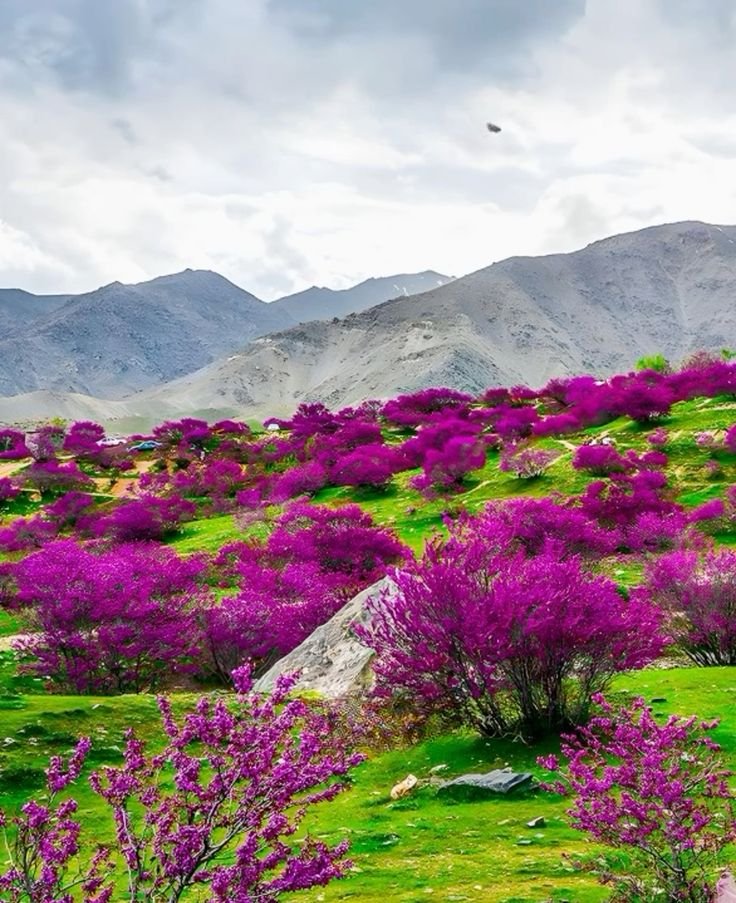 afghanistan parwan 🇦🇫📍